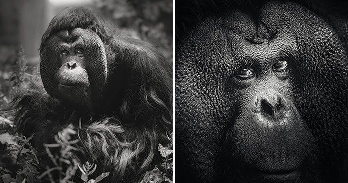 I’m An Animal Photographer, And Here Are The 13 New Portraits I Took At The Zoo