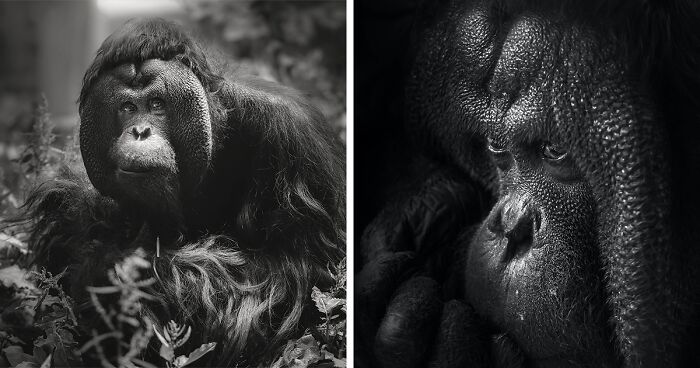 13 Captivating Animal Photos I Captured At The Zoo (New Pics)