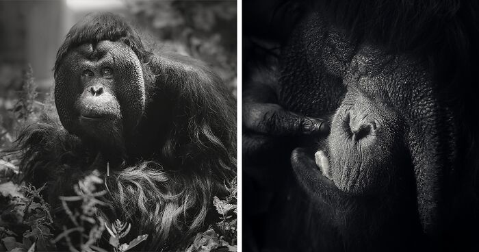 13 Captivating Animal Photos I Captured At The Zoo (New Pics)