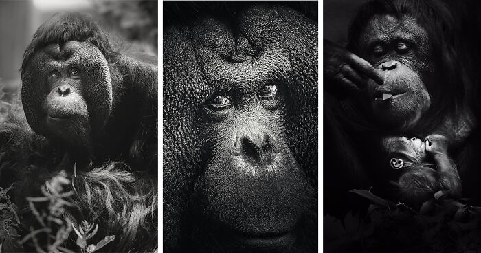 I’m An Animal Photographer, And Here Are The 13 New Portraits I Took At The Zoo
