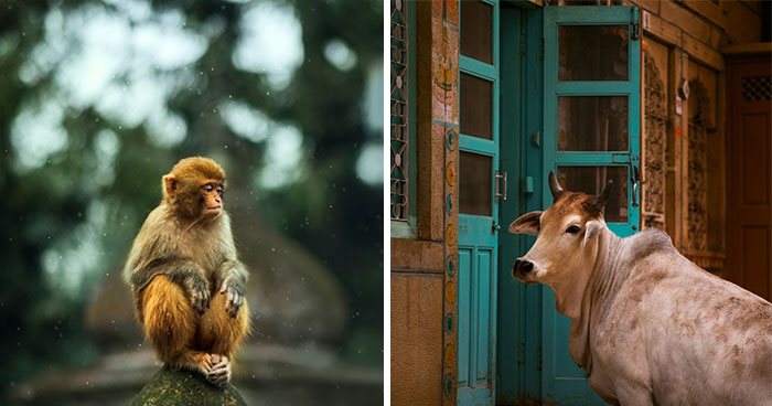 I Photograph Animals That Adapted To Living In Cities, Here Are 24 Photos From My Travels