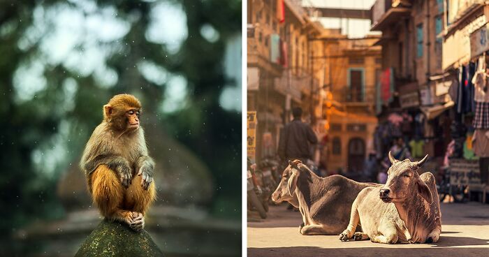 During My Travels, I Photographed A Variety Of Urban Animals (24 Pics)