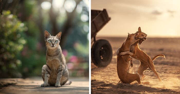 I Photograph Animals That Adapted To Living In Cities, Here Are 24 Photos From My Travels