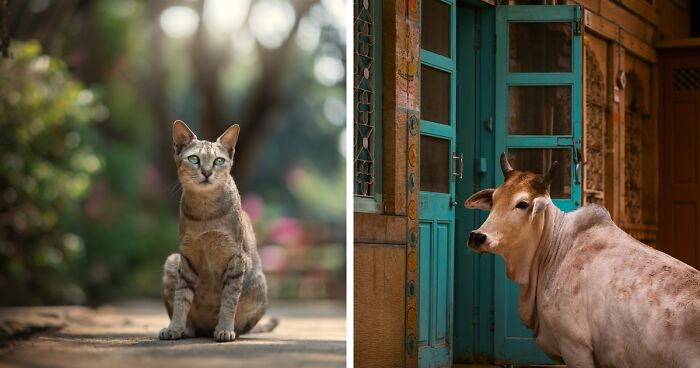 During My Travels, I Photographed A Variety Of Urban Animals (14 Pics)