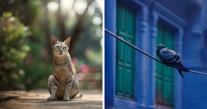 During My Travels, I Photographed A Variety Of Urban Animals (14 Pics)