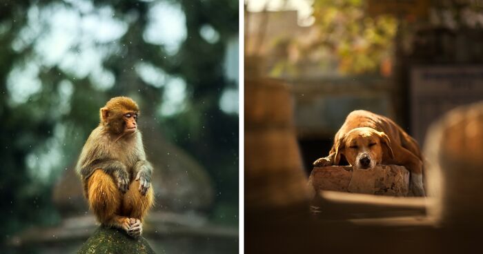 I Photograph Animals That Adapted To Living In Cities, Here Are 24 Photos From My Travels