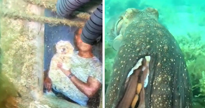 “He Reached Out His Arm To Hold My Hand”: Octopus Leads Scuba Diver To Secret Shrine