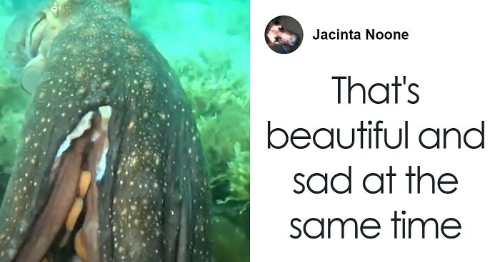 “He Wanted Me To Follow Him”: Diver’s Interaction With Curious Octopus Leads To Shrine Discovery