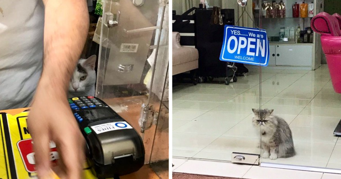 95 Best Ever Pics Of Cats Ruling Over Small Shops They Call Home