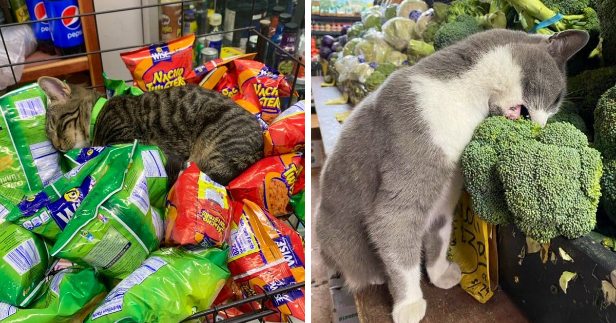 95 Best Ever Pics Of Cats Ruling Over Small Shops They Call Home - Vimarsana News