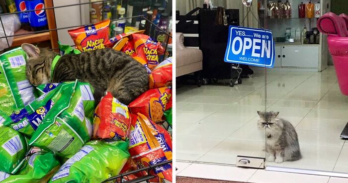 95 Best Ever Pics Of Cats Ruling Over Small Shops They Call Home