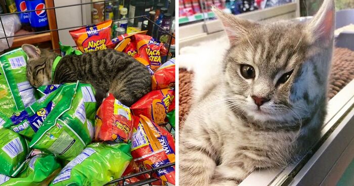 96 Best Of All Pics Of Bodega Cats That Look Like They’re Running The Place
