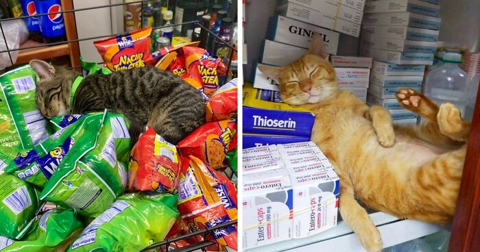 96 Best Of All Pics Of Bodega Cats That Look Like They’re Running The Place