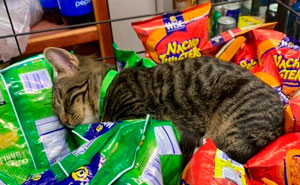 50 Best Ever Pics Of Cats Ruling Over Small Shops They Call Home