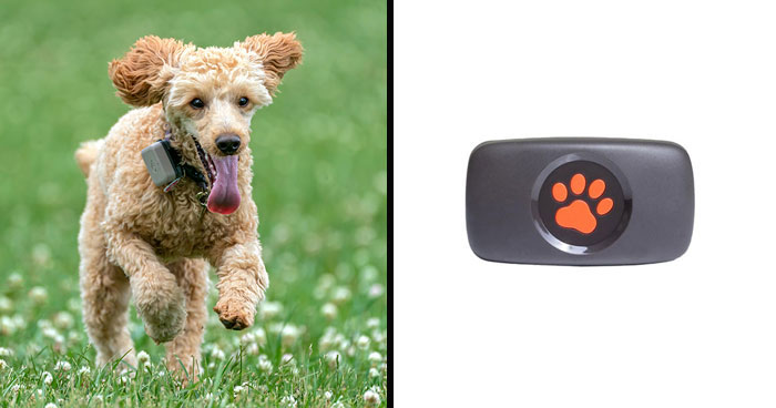 Best Dog Tracker Without Subscription In 2024