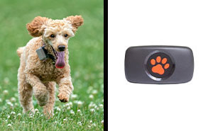 Best Dog Tracker Without Subscription In 2024