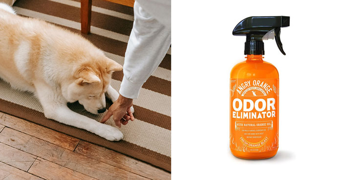 Best Enzyme Cleaner For Dog Urine