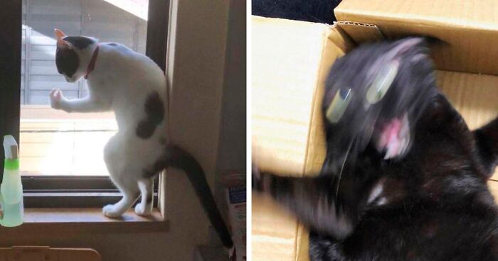 50 Times People Captured Their Cats Losing Their Single Brain Cell (Best Pics)