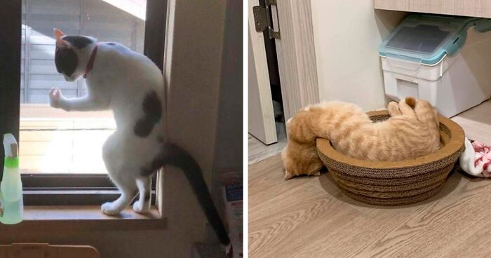 “¿Qué le pasa a mi gato?»: 36 fotos divertidas de gatos comportándose de forma muy rara