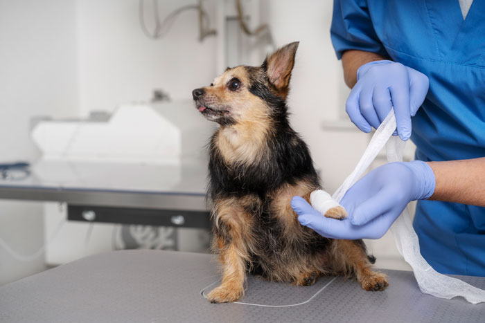 vet making the bandage to the dog