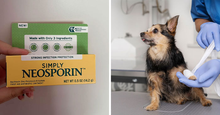 Can You Put Neosporin On A Dog? Benefits, Risks, And Alternatives