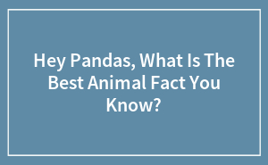 Hey Pandas, What Is The Best Animal Fact You Know? (Closed)