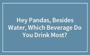 Hey Pandas, Besides Water, Which Beverage Do You Drink Most?