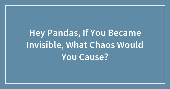 Hey Pandas, If You Became Invisible, What Chaos Would You Cause?