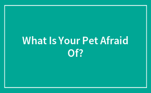 What Is Your Pet Afraid Of?