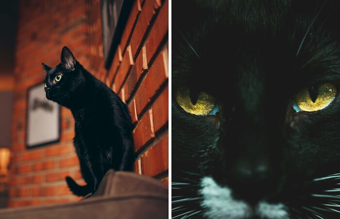 The Fascinating History Of Black Cats (4 Pics)