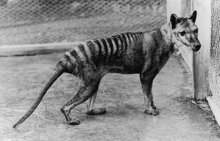 Hey Pandas, Show Me Some Of The Coolest Or Weirdest Animals That Don’t Exist Anymore (Closed)