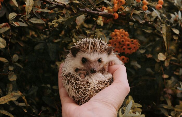 Hey Pandas, Share A Picture Of Your Pet Hedgehog (Closed)