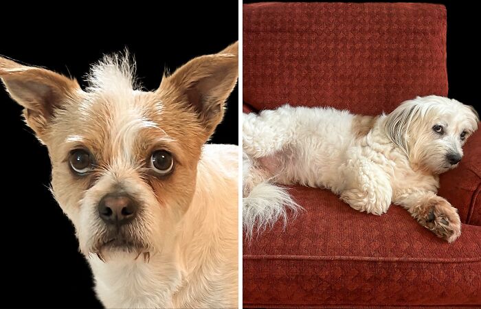 Why I Love Dogs: Humans vs. Canines (20 Pics)