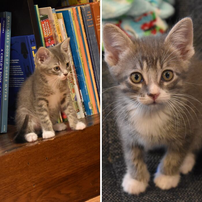 Here Are Photos Of My Cats When They Were Little (16 Pics)