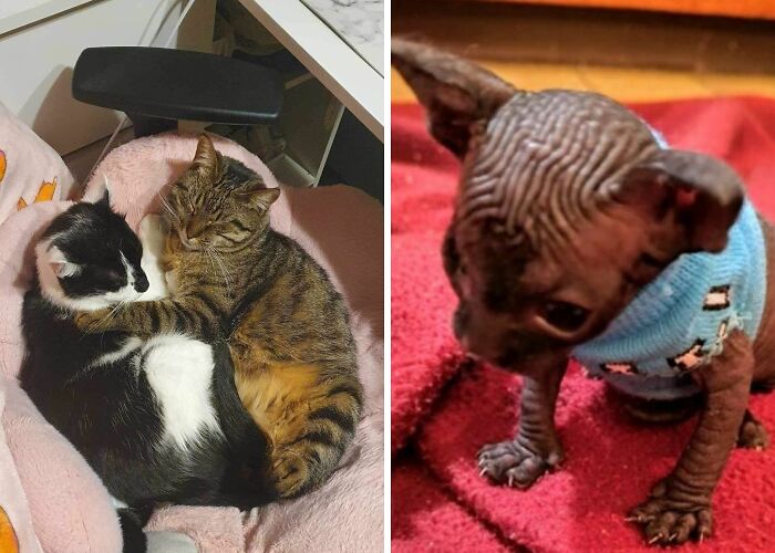 Hey Pandas, Post Your Rescue(s) (Closed)