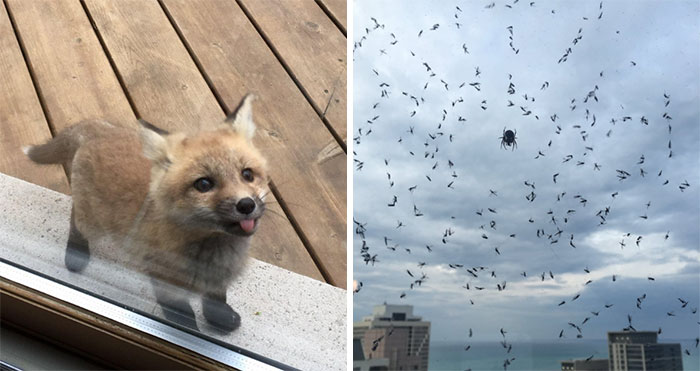 50 Mildly Interesting Things People Saw Through A Window And Just Had To Share