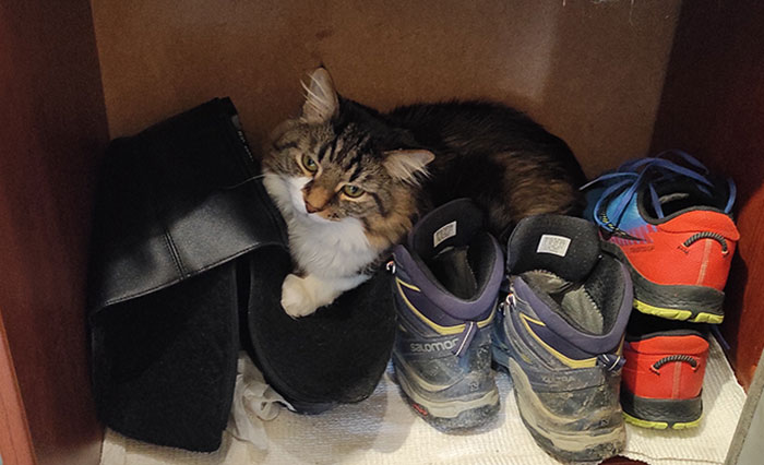 Hey Pandas, Share Photos Of Your Pets, Where They’re Doing What They Shouldn’t (Closed)