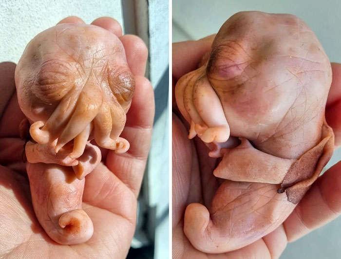 Here's A Little Cthulhu Baby I Sculpted