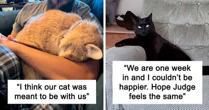 45 Wholesome Pics Of Pets Who Found Their Forever Home This April