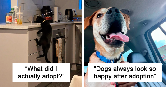 45 Wholesome Pics Of Pets Who Found Their Forever Home This April
