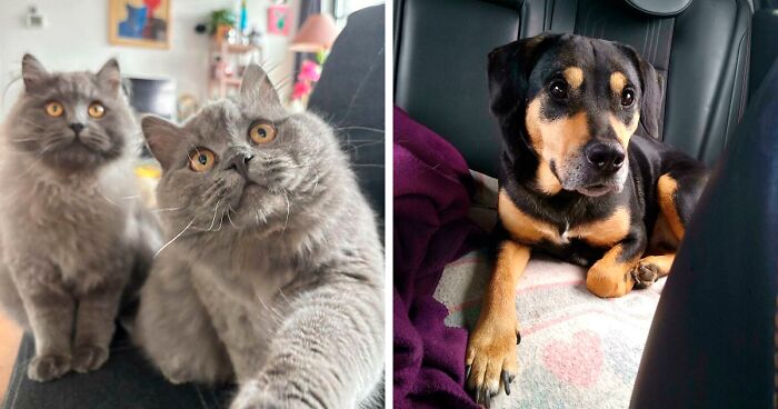 45 Wholesome Pics Of Pets Who Found Their Forever Home (April Edition)