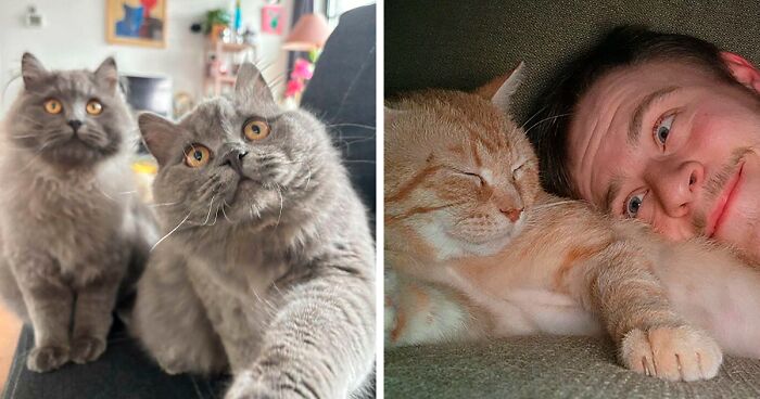 45 Wholesome Pics Of Pets Who Found Their Forever Home (April Edition)