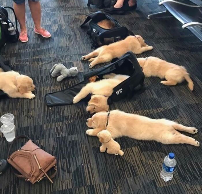 Airport Puppers Doin' A Sploot