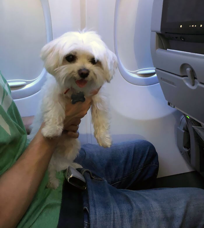 Who Says Dogs Aren’t Happy On Planes?