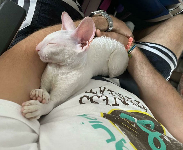 Bumped Into A Cornish Rex Breeder On Our Flight Transporting This Baby To Its New Home. They Let Us Hold Him The Whole Plane Ride And He Fell Asleep On My Husband. My Husband Fell Asleep Too