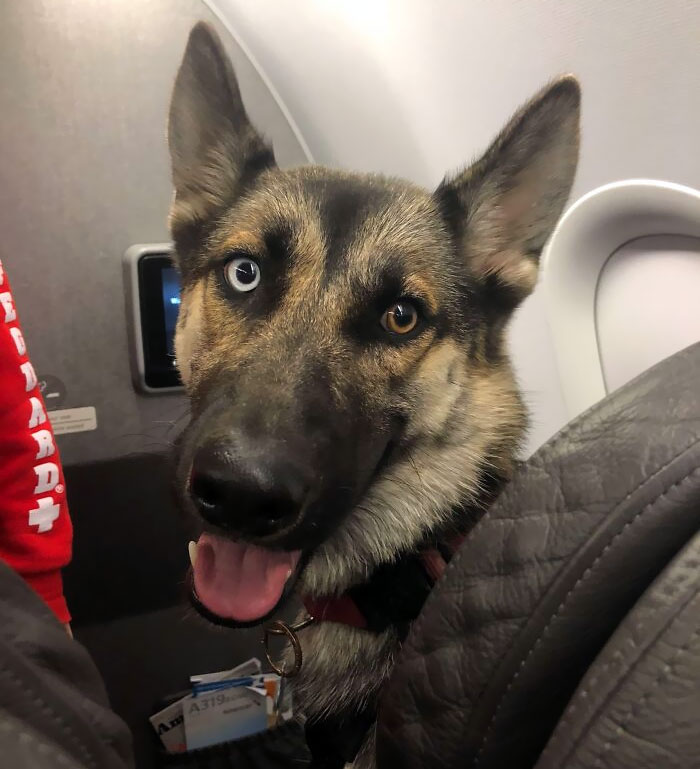 This Dog On My Flight To Oklahoma