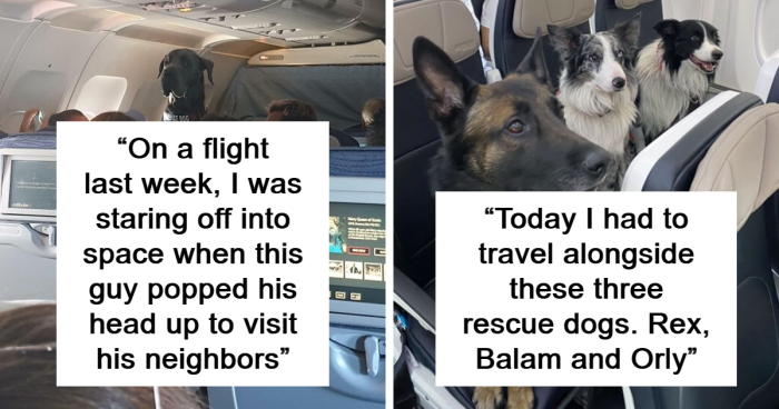 60 Times Pets On Planes Spread The Best Vibes (New Pics)