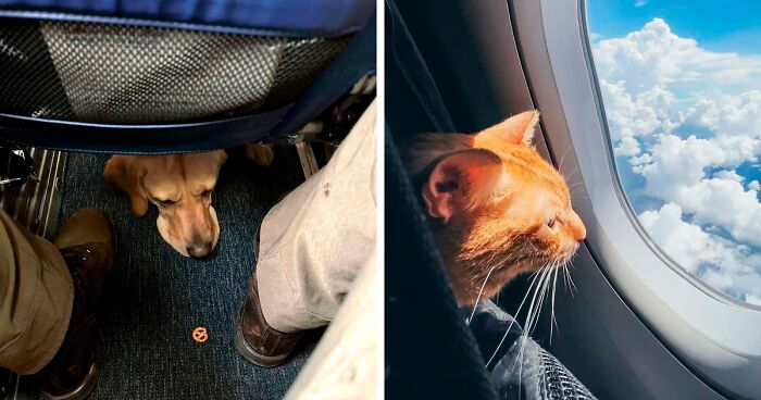 60 Times Pets On Planes Spread The Best Vibes (New Pics)