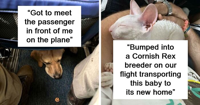 60 People Captured The Most Adorable Plane Passengers Aboard (New Pics)
