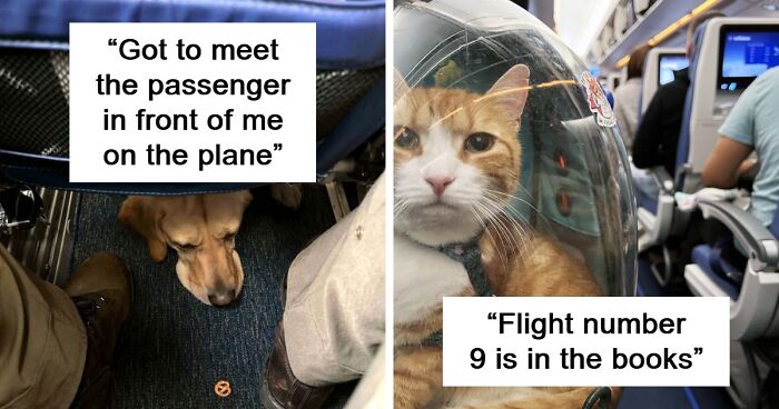 60 People Captured The Most Adorable Plane Passengers Aboard (New Pics)